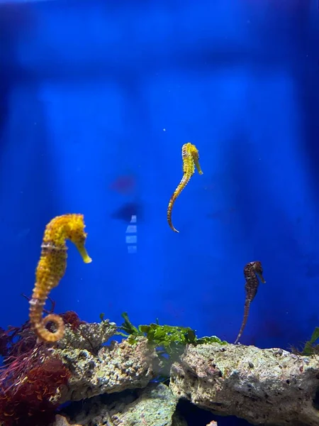 Diferentes Peixes Nadam Atrás Vidro Aquário — Fotografia de Stock