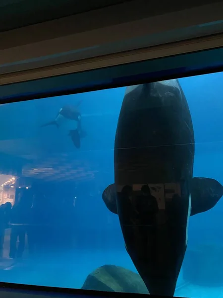 水族館では魚がガラスの後ろを泳ぎ — ストック写真
