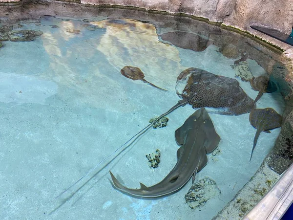 水族館では魚がガラスの後ろを泳ぎ — ストック写真