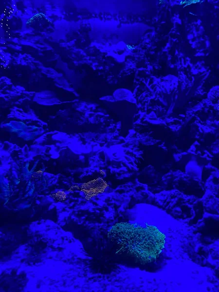 Verschiedene Fische Schwimmen Hinter Glas Aquarium — Stockfoto