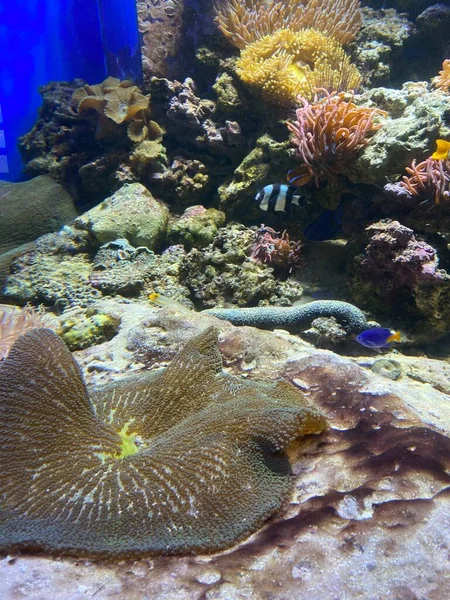 Verschiedene Fische Schwimmen Hinter Glas Aquarium — Stockfoto