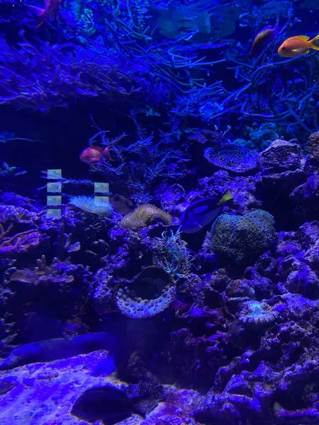 Diferentes Peces Nadan Detrás Del Vidrio Acuario —  Fotos de Stock