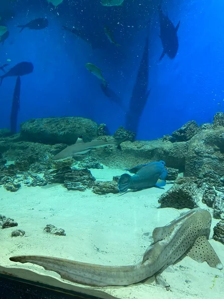 水族館では魚がガラスの後ろを泳ぎ — ストック写真