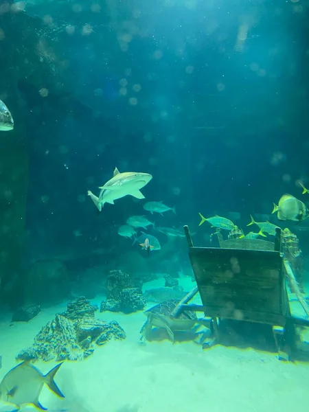 Verschillende Vissen Zwemmen Achter Glas Het Aquarium — Stockfoto