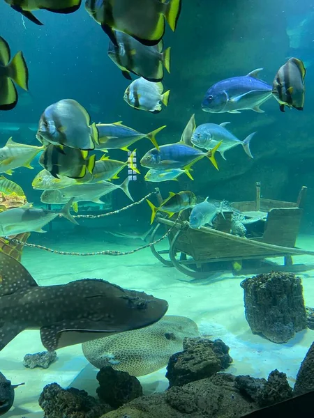 Different Fish Swim Glass Aquarium — Stock Photo, Image