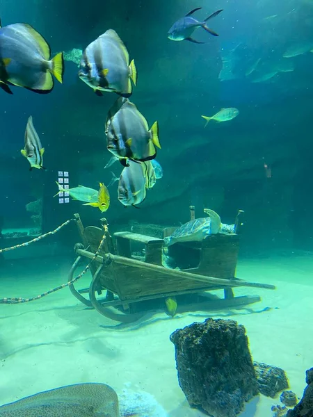 Diferentes Peces Nadan Detrás Del Vidrio Acuario —  Fotos de Stock