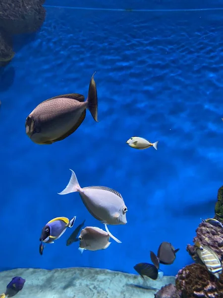 Verschillende Vissen Zwemmen Achter Glas Het Aquarium — Stockfoto