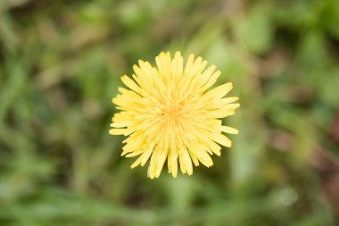 Vahşi sarı bir karahindibanın ayrıntıları