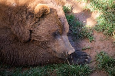 Gölgede dinlenen iri bir erkek kahverengi ayının yüzüne yakın çekim