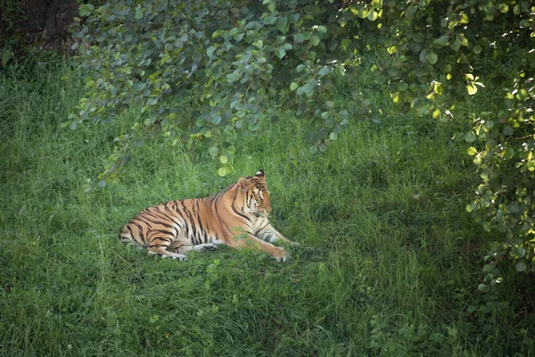 Tiger Liegt Gras Schützt Sich Vor Der Sonne Und Wartet — Stockfoto