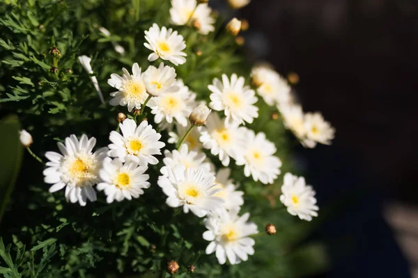 Detalhe Grande Buquê Selvagem Margaridas Bellis Perennis — Fotografia de Stock