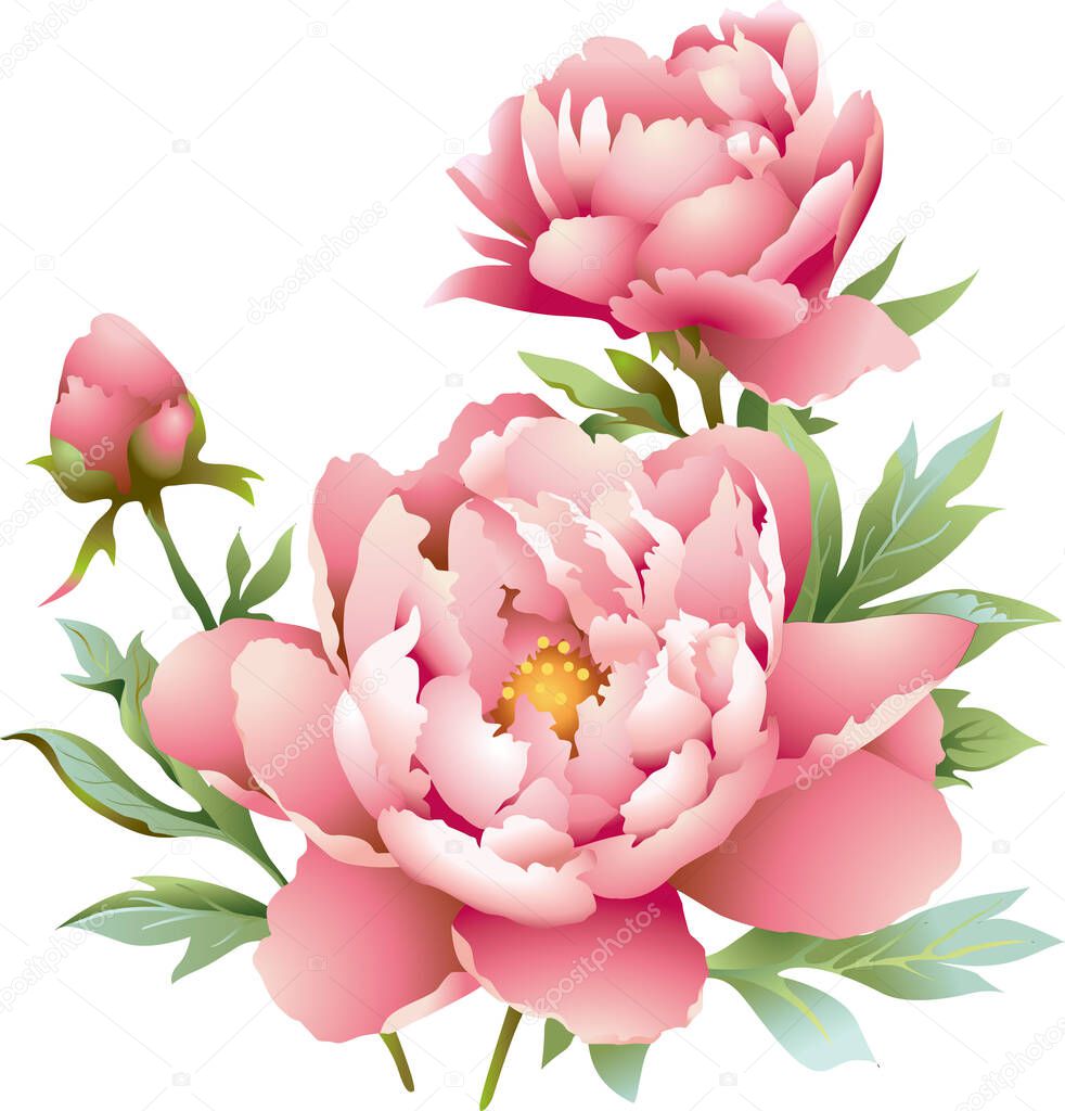Pink peonies in different stages of blooming