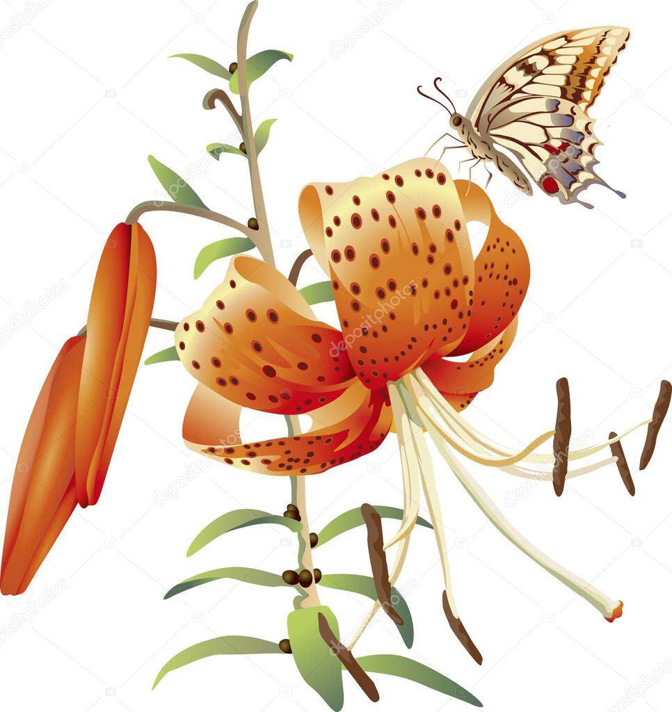 A butterfly sitting on a blossoming tiger lily