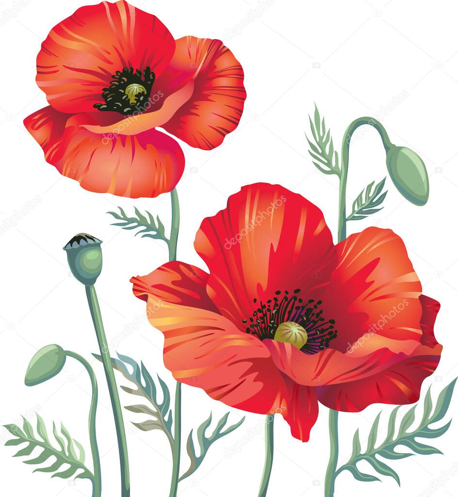 Blooming red poppies on thin stems