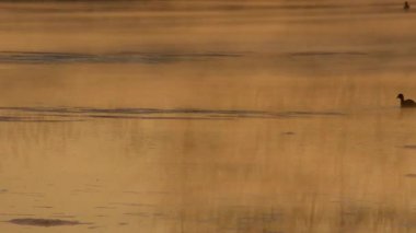 Suyun üzerindeki sis, parlak yansımalar bulanıklaştı.