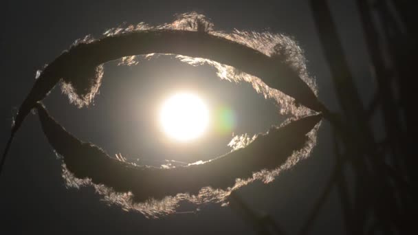 Природне Сяйво Суцвіття Бульбашкової Латаття Відбитого Сонця — стокове відео