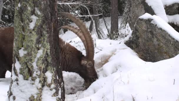 Ibex Capra Ibex Drapie Śnieg Zjada Trawę — Wideo stockowe