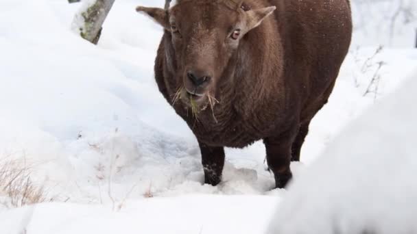 Ibex Capra Ibex Krabt Sneeuw Eet Gras — Stockvideo