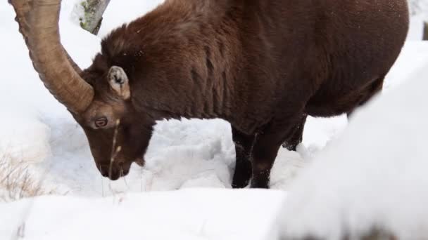 Ibex Capra Ibex Drapie Śnieg Zjada Trawę — Wideo stockowe
