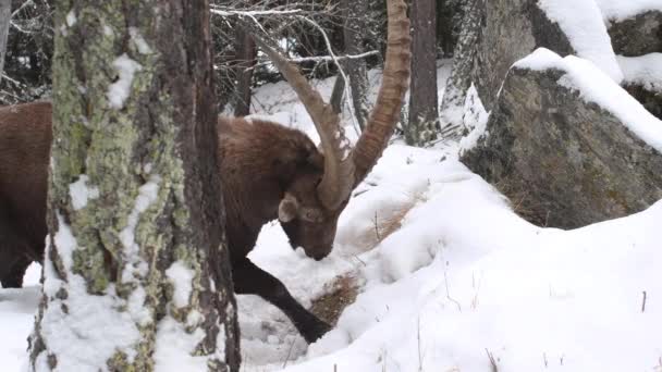 Ibex Capra Ibex Drapie Śnieg Zjada Trawę — Wideo stockowe