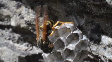 Güneşli bir günde taşın üzerinde arı