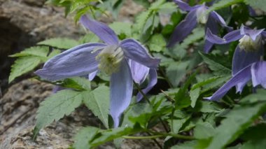 doğanın güzel mor çiçekler