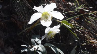 Güneşli tarlada beyaz çiçekler