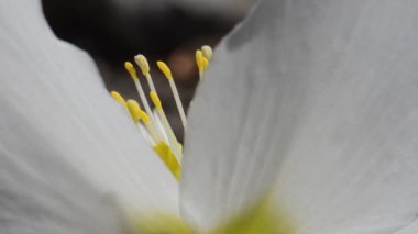 güzel beyaz bir çiçek yakın çekim