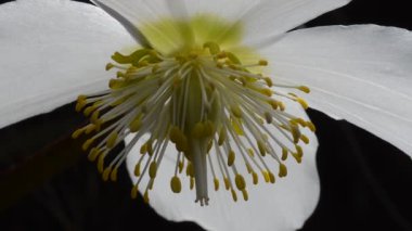 güzel beyaz bir çiçek yakın çekim