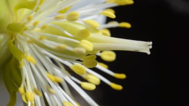 güzel beyaz bir çiçek yakın çekim