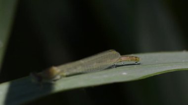 Tarlada yeşil yapraklı böcek