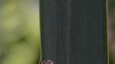 Tarlada yeşil yapraklı böcek 