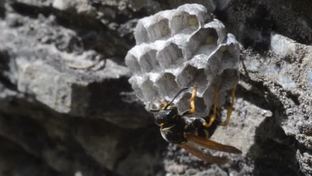 Бджола Камені Сонячний День — стокове відео