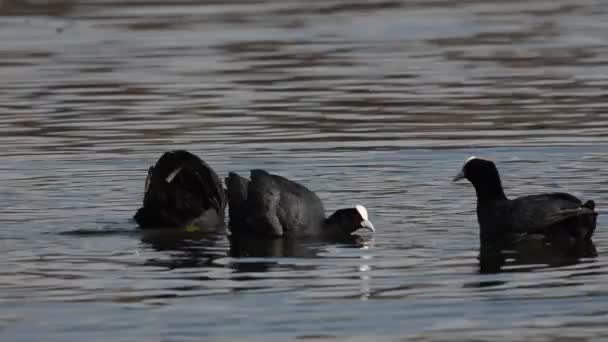 Canards Dans Eau Lac Rivière — Video