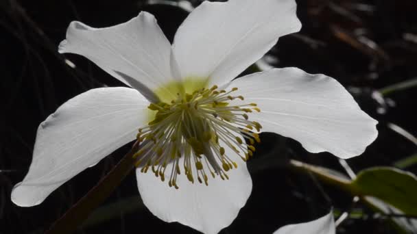 Közelkép Gyönyörű Fehér Virág — Stock videók