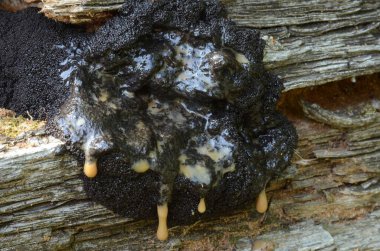 Eski kütüğün yakın çekim görüntüsü