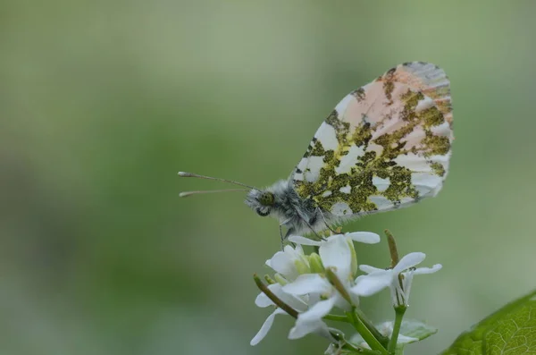 Оранжевый Кончик Anthocharis Cardamines Кукурузнике Cardamine Prfissis — стоковое фото