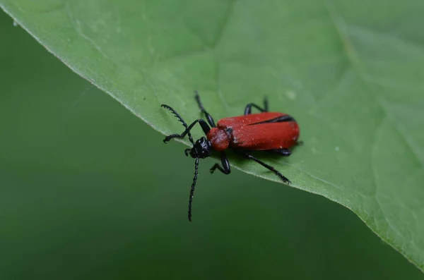 Tiro Macro Besouro Vermelho Uma Folha — Fotografia de Stock