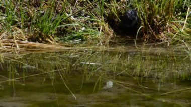 Göldeki ya da nehir kıyısındaki kara hayvan