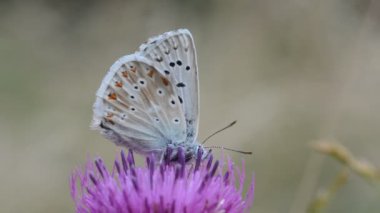 Mor çiçeğin üzerinde kelebek