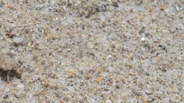 Kumsal kıyısındaki böcek