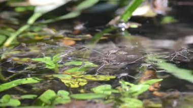 Su Yolcusu, emitera, müttefik böcek, böcek, kene, su, Gerris paludum, Ticino, nehir, gölet, buhar, Ticino nehri, Lombardiya, İtalya,