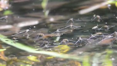 Gerris paludum, Water Strider, emitera, acquatic böcek, böcek, tick, kene, su, Gerris paludum, Ticino, nehir, gölet, buhar, Ticino nehri, Lombardia, İtalya,