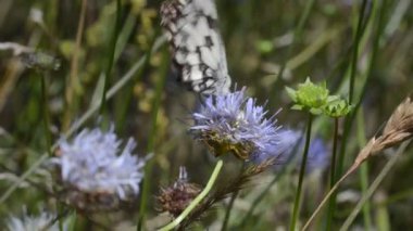 Mor çiçeğin üzerinde kelebek