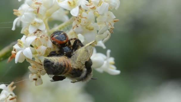 Пчела Жуки Белых Цветах — стоковое видео