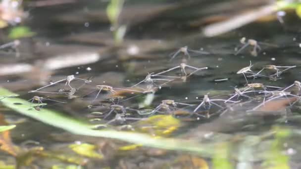 Gerris Paludum Water Strider Emittera Acquatic Insect Insect Tick Ticks — стоковое видео