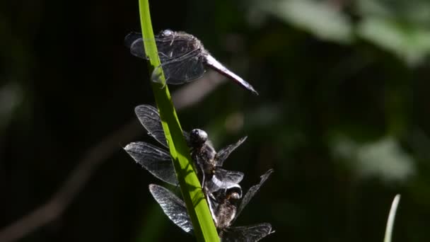 自然界绿叶上的蜻蜓 — 图库视频影像