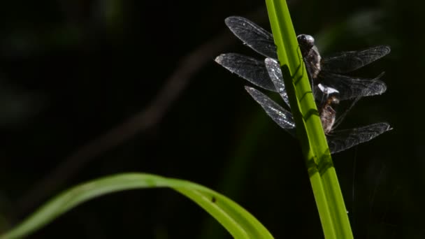 Dragonflies Πράσινο Φύλλο Στη Φύση — Αρχείο Βίντεο