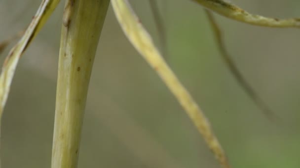 Nahaufnahme Von Weißen Flauschigen Blumen Feld — Stockvideo