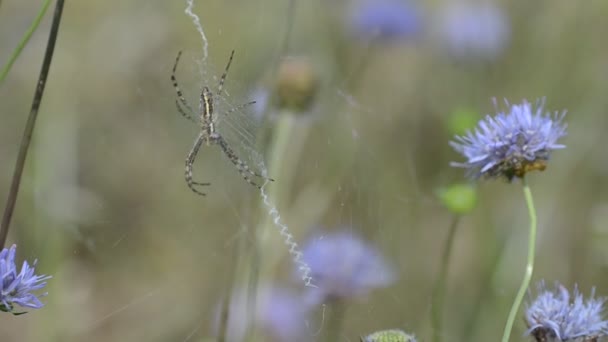野外蜘蛛网的密闭 — 图库视频影像